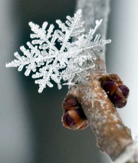 love like a snowflake