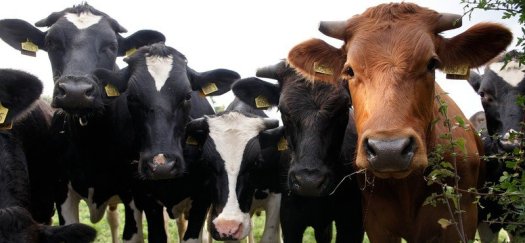 discover ireland cow day.jpg